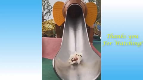Cute furry animals