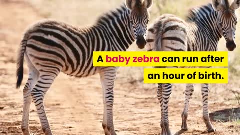 Facts about Zebras