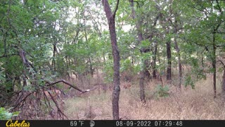 Speckled Fawn - following mama