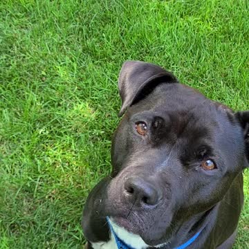 Mink the mixed pitbull