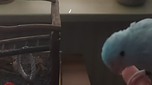 Slomo of my parrotlet