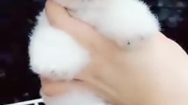 Cute_little_puppy_video_from_Tik_Tok_I_love_this_puppy