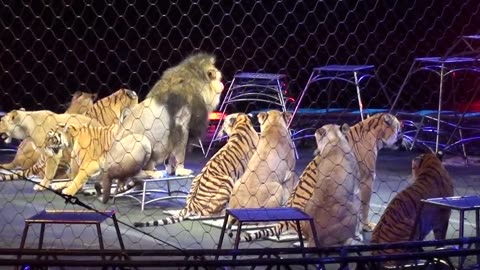 Ringling Brother's Big Cats (Tigers and Lions) show