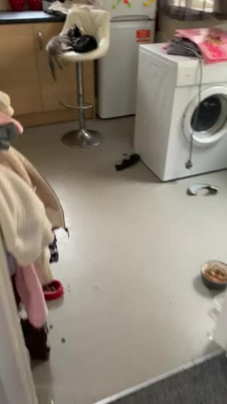 My Life with Cats ! Puuuurfect