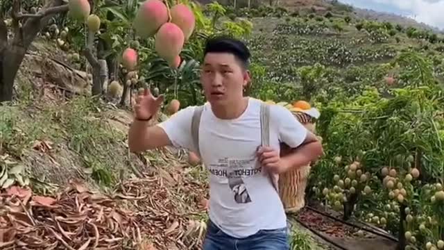 Farm Fresh Ninja Fruit Cutting Desi Satisfying Fruit Ninja Fruit Ideas | Amazing Fruits Video