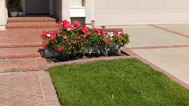 21972 Salcedo - Water and Algae spreading down 4 houses