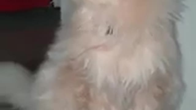 😍😍Persian cat status😍😍
