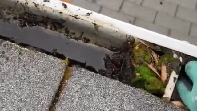 Satisfying Virgo of cleaning the gutters on a house