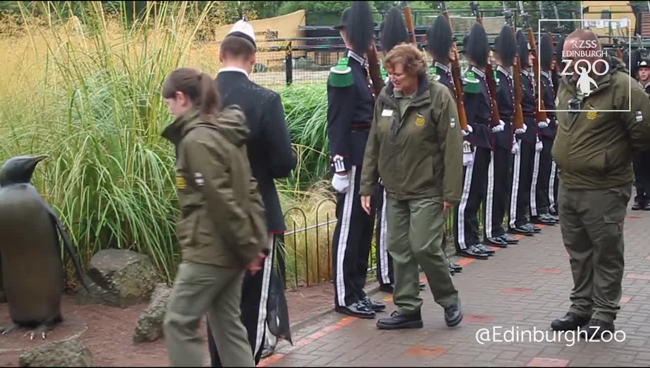 Sir Nils Olav promoted to Brigadier by Norwegian King's Guard