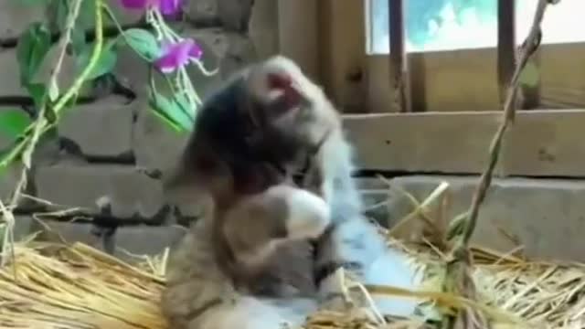adorable kitten bathing