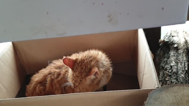 Rural cat on a rainy day