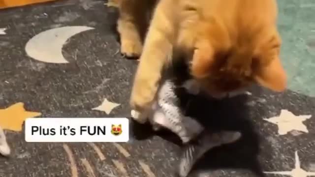 Cat funny cat video funny video