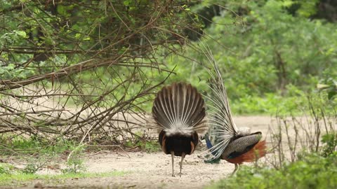 Wow Peacock