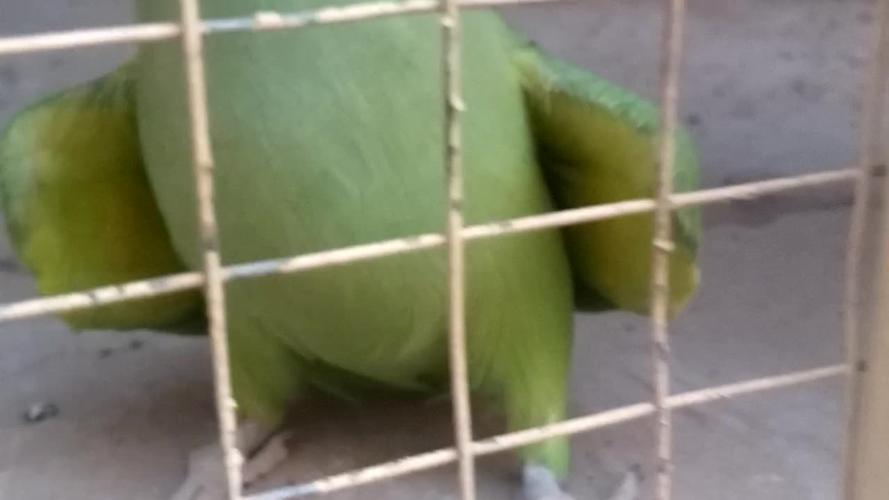 Green parrot kissing