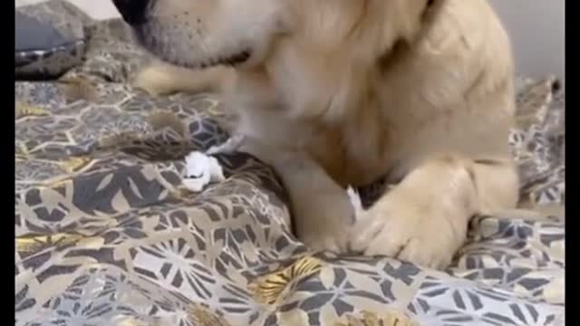 Super FUNNY DOG Videos from TikTok! #8 🐶 | Dog Lovers | SHORT & FUNNY Videos 🤣 #Shorts