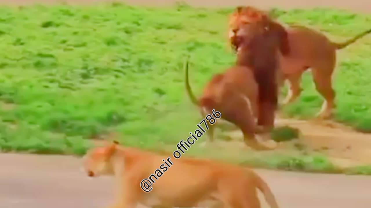 Goreela vs lion|king of forest#Goreela#forestanimal#Lion