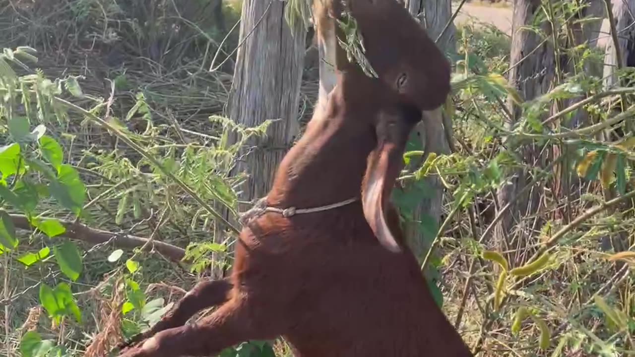 clever goat can standing