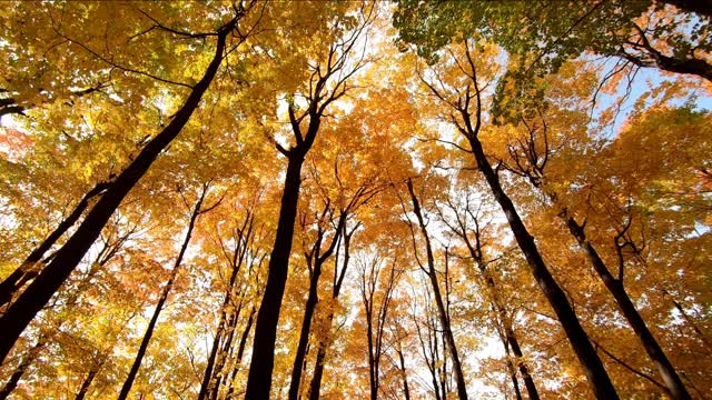 #Ambient#Relaxing#Dreaming#Meditation music for Stress relief,studying deep sleeping and Yoga music