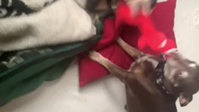 Tug-of-war with his sister