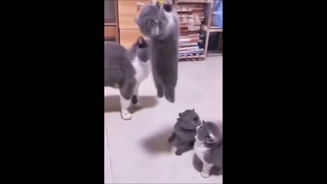 Funny cat video