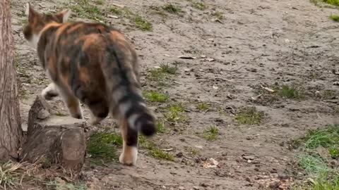 cat-standing-on-bricks