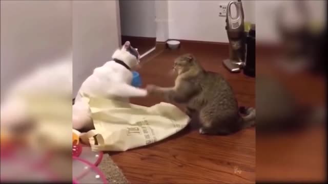 Cats Doing Funny Things, Try Not to Laugh (February 2021