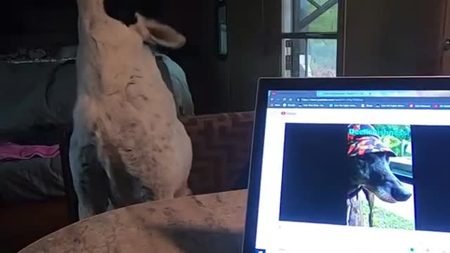 Dog Howling at Xander the Retired Greyhound Watching Him on YouTube