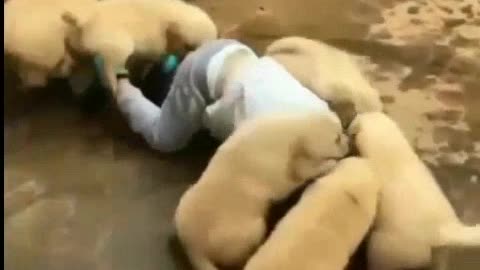 Funny pet animals playing.