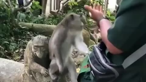 Funny Actions of Monkeys