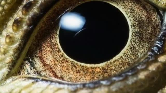 Steve Irwin's Son Robert Is An Award-Winning Photographer