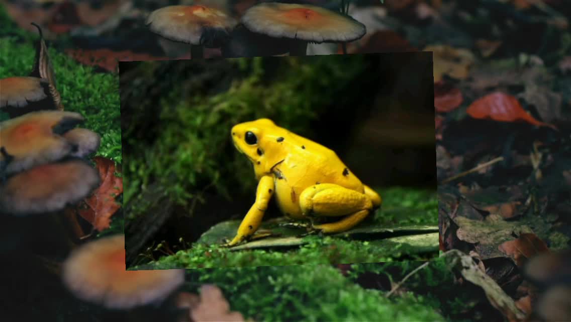 The Most Dangerous Animals in the World Golden Poison Dart Frog