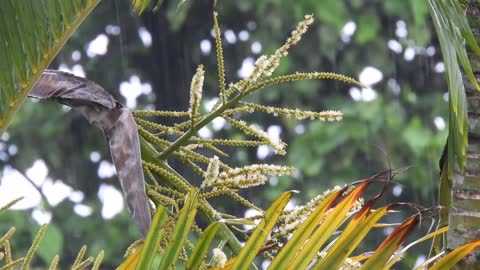 [4K] Nature Rain Free Stock Footage