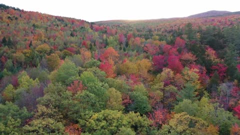 Autumn nature