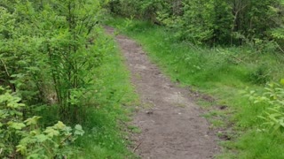 Trail too