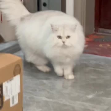 Fanny Cat Video and Cute Cat Video