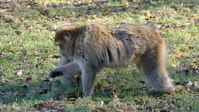 Monkey in garden