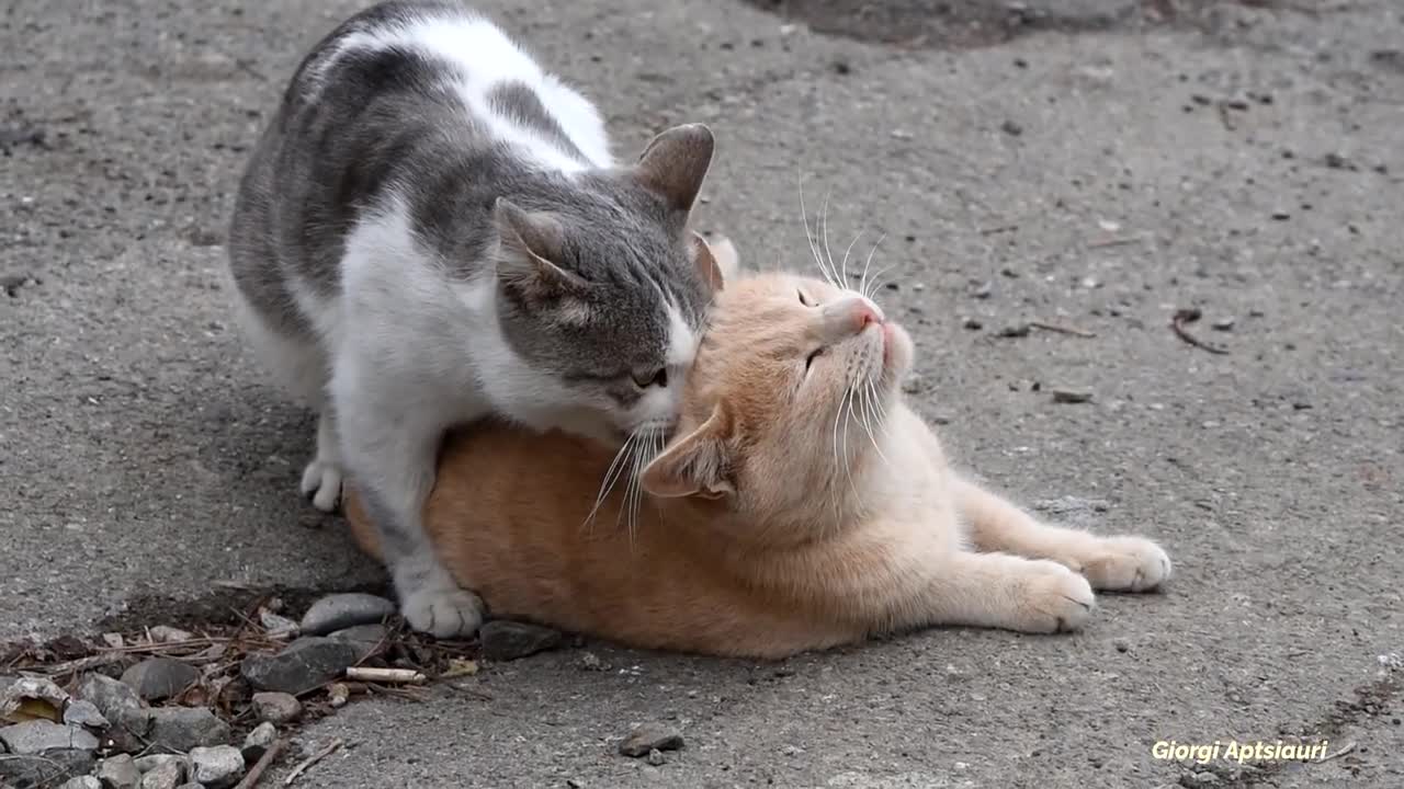 Gatinhos em cenas super fortes