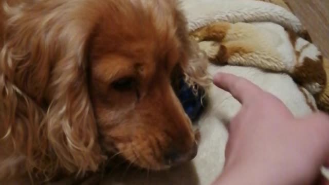 Angry dog bites owner