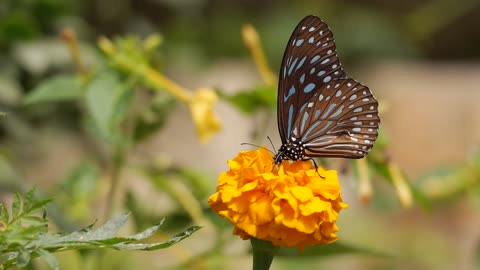 Jolie papillon