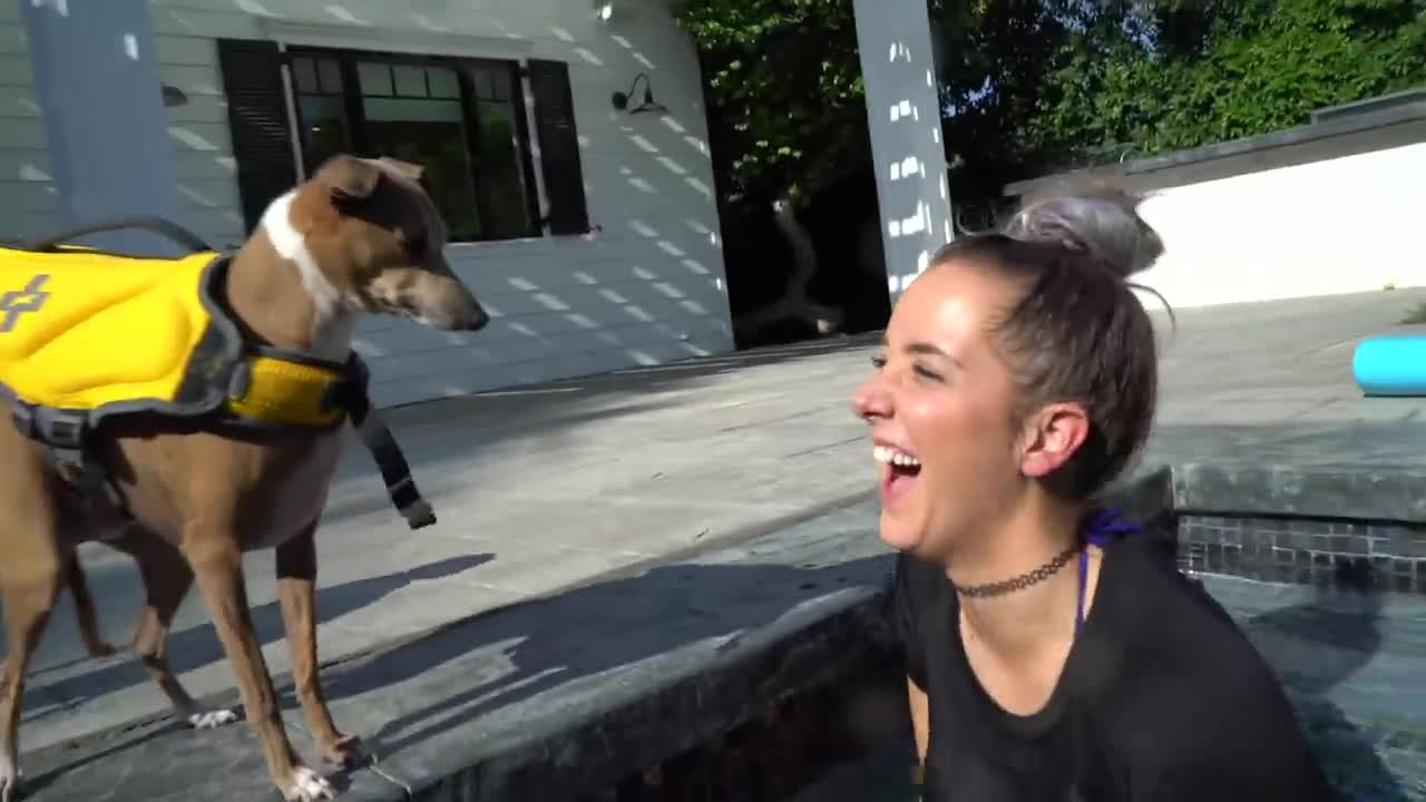 Dogs are learning how to swim gradually