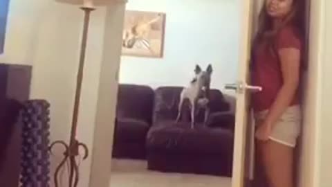 Hide And Seek With My Dog