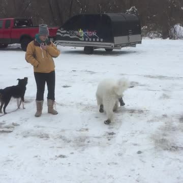 Pyredoodle wears boots for the first time