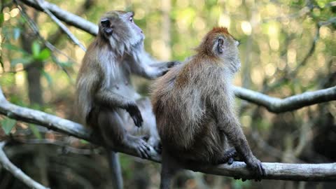 Two monkeys on a tree in the jungle