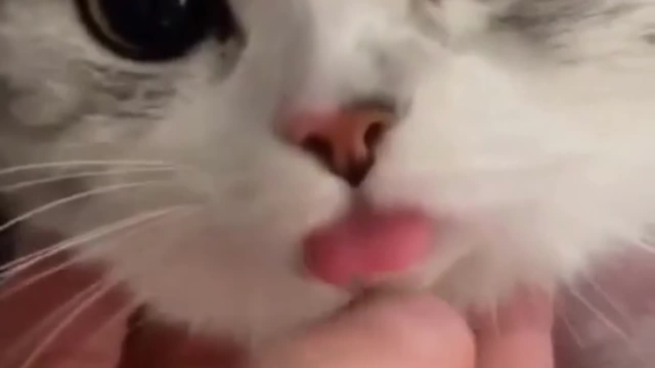 Cute cat 😺 reaction