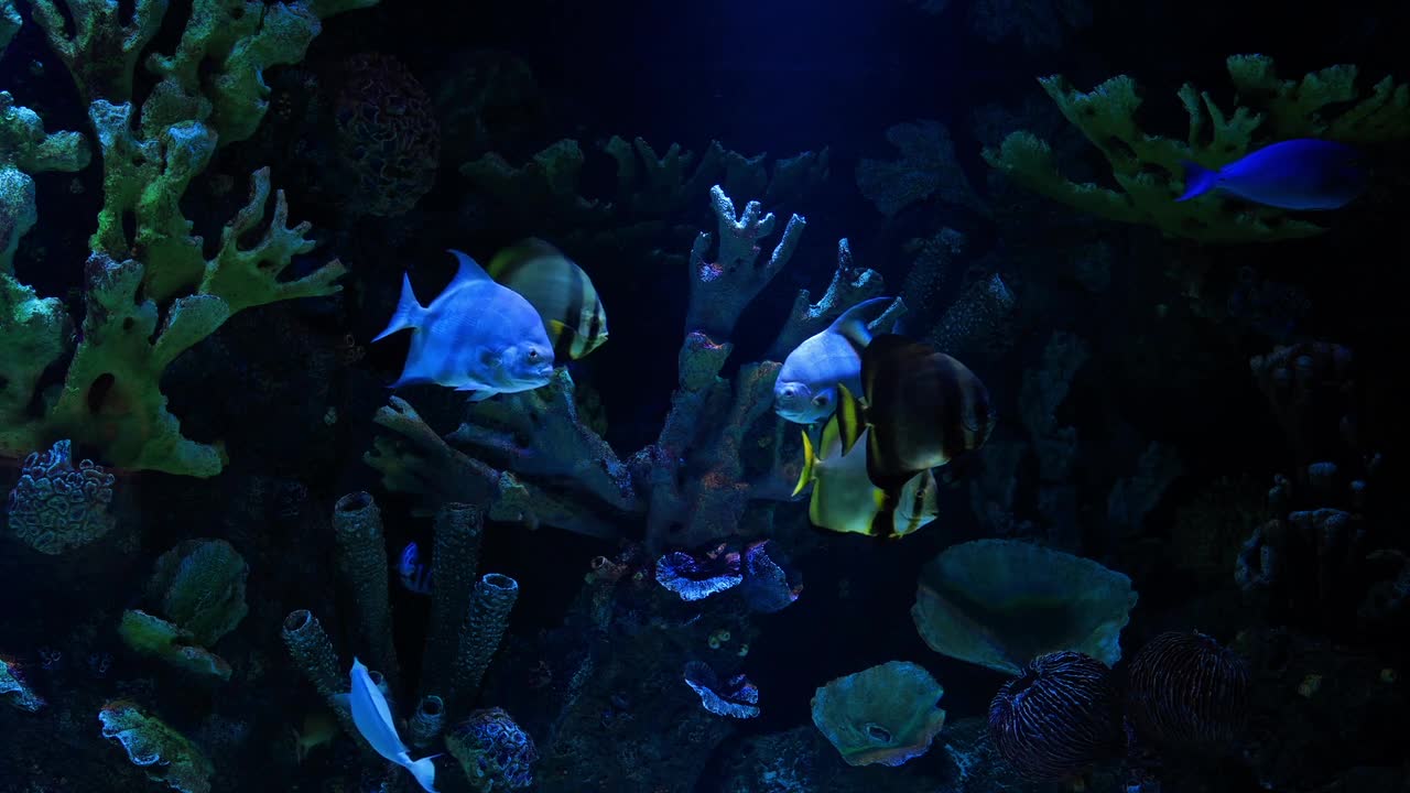 Amazing fish scene