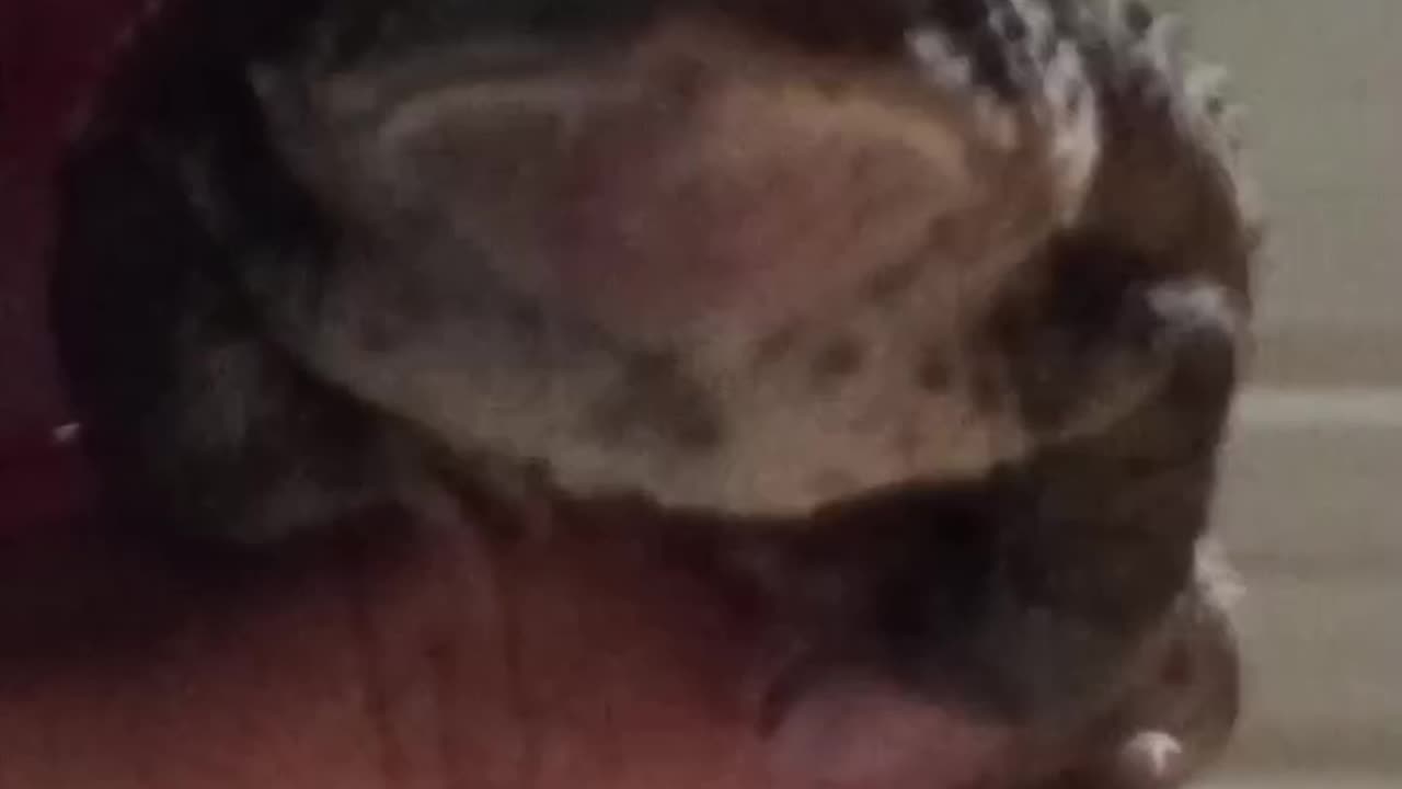 American toad!