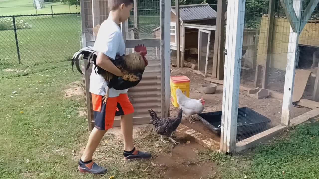 Putting the rooster back in the coop