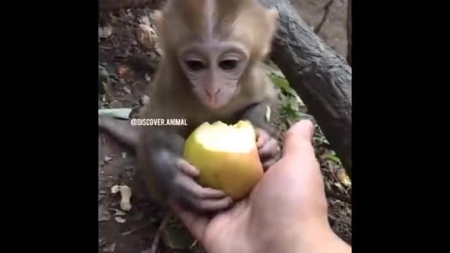 Funny baby animals 😍😍