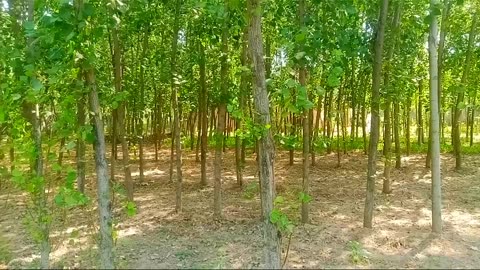 Poplar trees in our village