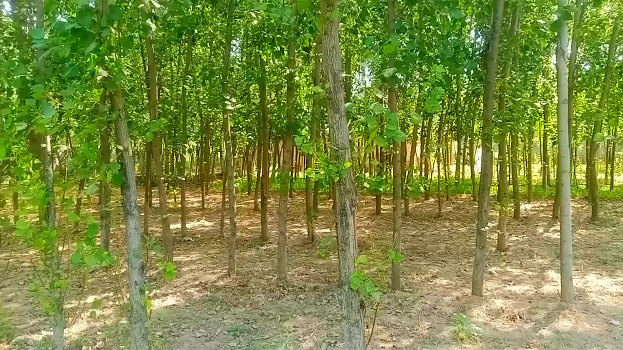 Poplar trees in our village